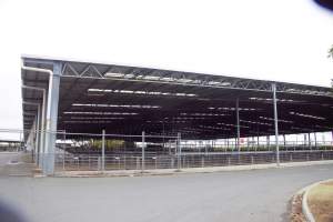 Captured at Shepparton Regional Saleyards, Shepparton VIC Australia.