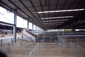 Captured at Shepparton Regional Saleyards, Shepparton VIC Australia.