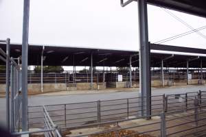 Captured at Shepparton Regional Saleyards, Shepparton VIC Australia.