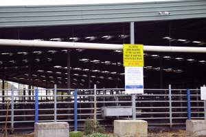 Captured at Shepparton Regional Saleyards, Shepparton VIC Australia.