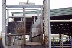 Captured at Shepparton Regional Saleyards, Shepparton VIC Australia.