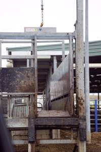 Captured at Shepparton Regional Saleyards, Shepparton VIC Australia.