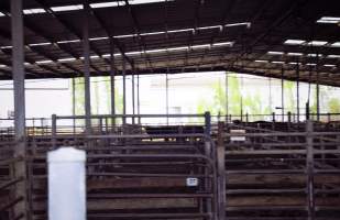 Captured at Shepparton Regional Saleyards, Shepparton VIC Australia.