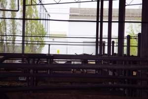 Captured at Shepparton Regional Saleyards, Shepparton VIC Australia.