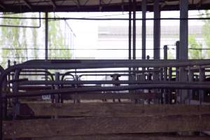 Captured at Shepparton Regional Saleyards, Shepparton VIC Australia.