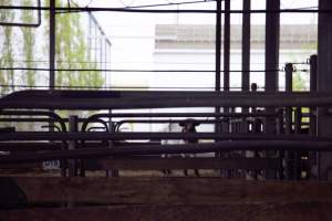 Captured at Shepparton Regional Saleyards, Shepparton VIC Australia.