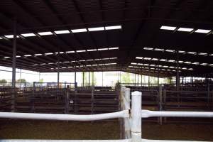 Captured at Shepparton Regional Saleyards, Shepparton VIC Australia.