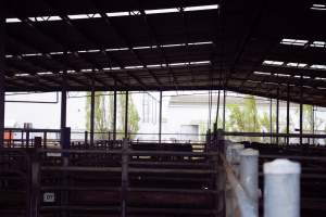 Captured at Shepparton Regional Saleyards, Shepparton VIC Australia.