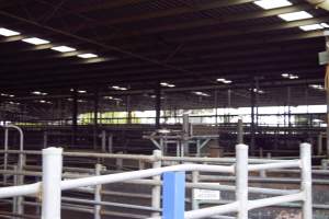 Captured at Shepparton Regional Saleyards, Shepparton VIC Australia.