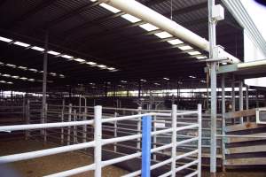 Captured at Shepparton Regional Saleyards, Shepparton VIC Australia.