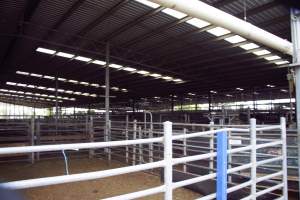 Captured at Shepparton Regional Saleyards, Shepparton VIC Australia.