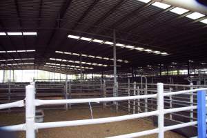 Captured at Shepparton Regional Saleyards, Shepparton VIC Australia.