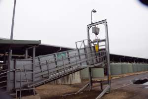 Captured at Shepparton Regional Saleyards, Shepparton VIC Australia.