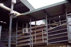 Captured at Shepparton Regional Saleyards, Shepparton VIC Australia.