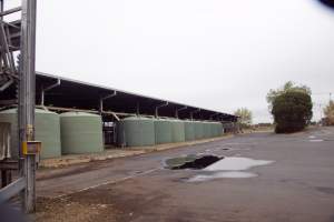 Captured at Shepparton Regional Saleyards, Shepparton VIC Australia.