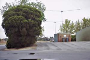 Captured at Shepparton Regional Saleyards, Shepparton VIC Australia.