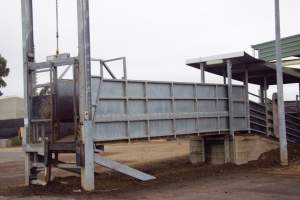 Captured at Shepparton Regional Saleyards, Shepparton VIC Australia.