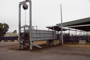 Captured at Shepparton Regional Saleyards, Shepparton VIC Australia.