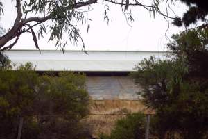 Captured at Unknown piggery, Pine Lodge VIC Australia.