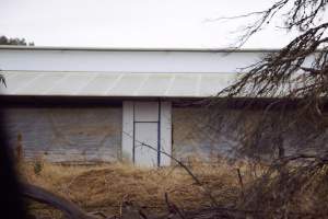 Captured at Unknown piggery, Pine Lodge VIC Australia.