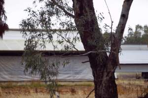 Captured at Unknown piggery, Pine Lodge VIC Australia.