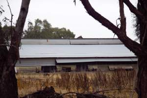 Captured at Unknown piggery, Pine Lodge VIC Australia.