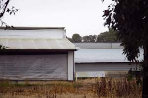 Captured at Unknown piggery, Pine Lodge VIC Australia.