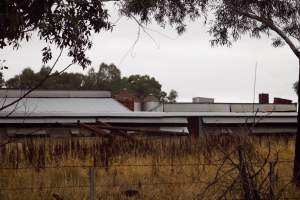 Captured at Unknown piggery, Pine Lodge VIC Australia.