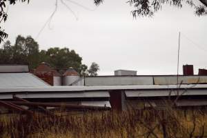 Captured at Unknown piggery, Pine Lodge VIC Australia.