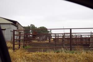 Captured at Unknown piggery, Pine Lodge VIC Australia.