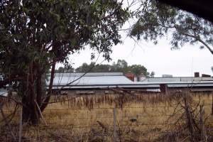 Captured at Unknown piggery, Pine Lodge VIC Australia.