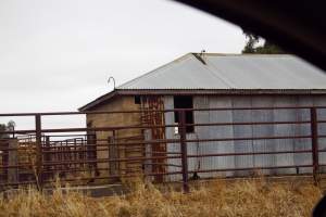 Captured at Unknown piggery, Pine Lodge VIC Australia.