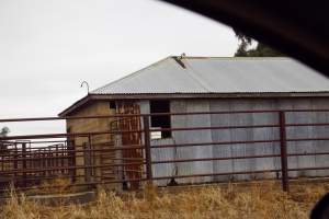 Captured at Unknown piggery, Pine Lodge VIC Australia.