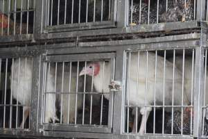 Kikiriki - Photos taken inside Kikiriki Live Poultry - Captured at Kikiriki Live Poultry Inc, NY United States.