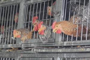 Kikiriki - Photos taken inside Kikiriki Live Poultry - Captured at Kikiriki Live Poultry Inc, NY United States.