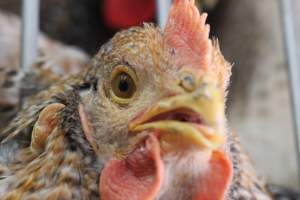 Kikiriki - Photos taken inside Kikiriki Live Poultry - Captured at Kikiriki Live Poultry Inc, NY United States.