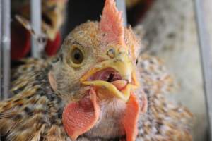 Kikiriki - Photos taken inside Kikiriki Live Poultry - Captured at Kikiriki Live Poultry Inc, NY United States.