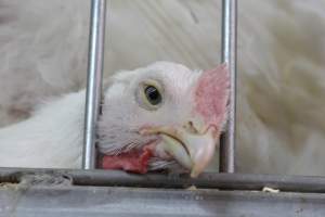 Kikiriki - Photos taken inside Kikiriki Live Poultry - Captured at Kikiriki Live Poultry Inc, NY United States.