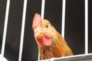 Kikiriki - Photos taken inside Kikiriki Live Poultry - Captured at Kikiriki Live Poultry Inc, NY United States.