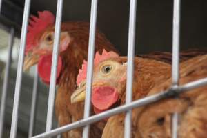 Kikiriki - Photos taken inside Kikiriki Live Poultry - Captured at Kikiriki Live Poultry Inc, NY United States.