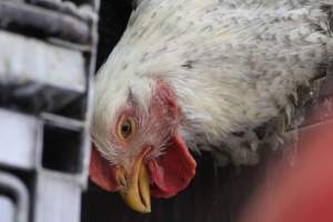 Kikiriki - Photos taken inside Kikiriki Live Poultry - Captured at Kikiriki Live Poultry Inc, NY United States.