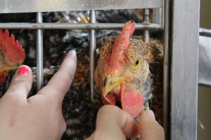 Kikiriki - Photos taken inside Kikiriki Live Poultry - Captured at Kikiriki Live Poultry Inc, NY United States.