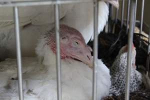 Kikiriki - Photos taken inside Kikiriki Live Poultry - Captured at Kikiriki Live Poultry Inc, NY United States.