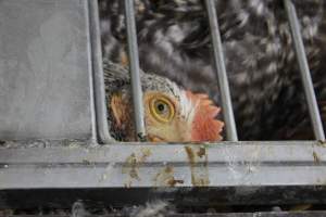 Kikiriki - Photos taken inside Kikiriki Live Poultry - Captured at Kikiriki Live Poultry Inc, NY United States.