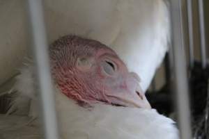 Kikiriki - Photos taken inside Kikiriki Live Poultry - Captured at Kikiriki Live Poultry Inc, NY United States.