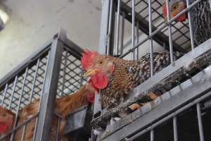 Kikiriki - Photos taken inside Kikiriki Live Poultry - Captured at Kikiriki Live Poultry Inc, NY United States.