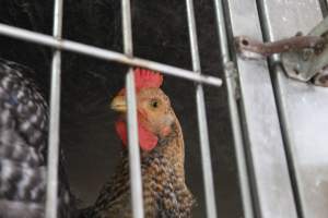 Kikiriki - Photos taken inside Kikiriki Live Poultry - Captured at Kikiriki Live Poultry Inc, NY United States.
