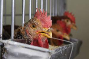 Kikiriki - Photos taken inside Kikiriki Live Poultry - Captured at Kikiriki Live Poultry Inc, NY United States.