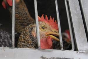 Kikiriki - Photos taken inside Kikiriki Live Poultry - Captured at Kikiriki Live Poultry Inc, NY United States.