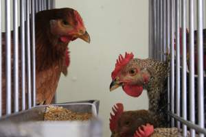 Kikiriki - Photos taken inside Kikiriki Live Poultry - Captured at Kikiriki Live Poultry Inc, NY United States.